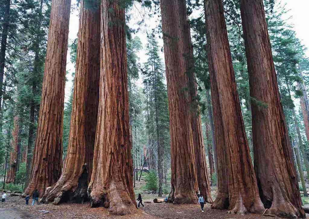 Sequoia Trees