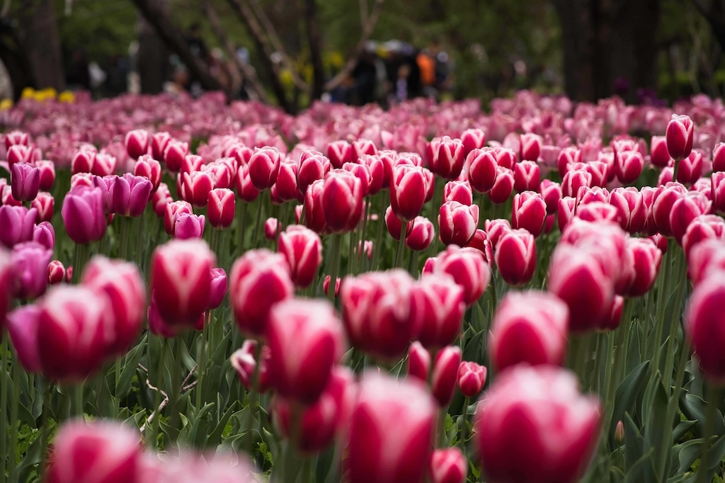 Tulips